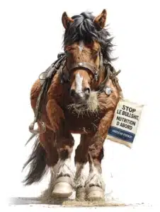 Cheval de trait se nourrissant de bon foin, soulignant l'importance d'une nutrition équine fondamentale pour la santé et la gestion du PPID (Cushing).