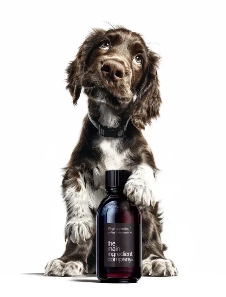 Adorable Cocker Anglais marron et blanc regardant vers le haut, une patte posée sur un flacon de complément liquide "the main ingredient company", symbolisant le soutien naturel pour la santé canine.