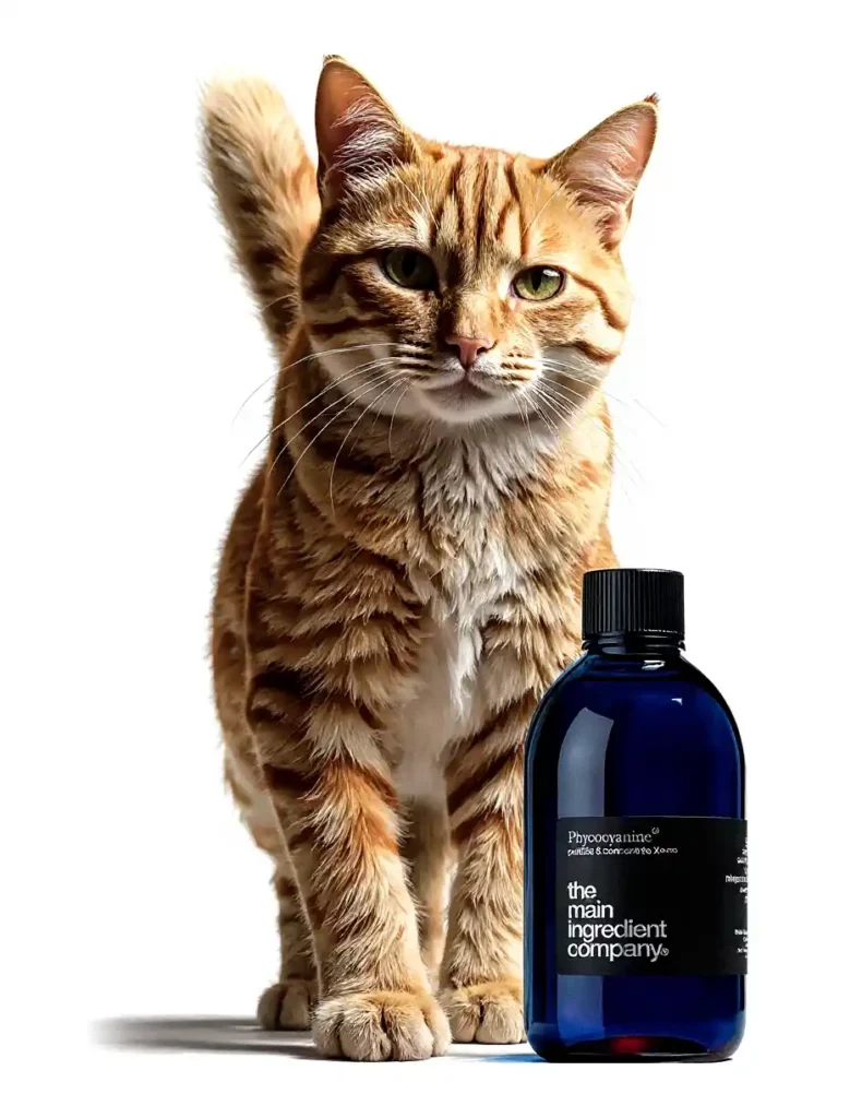 Merlin Wonders, chat expert TMIC, présentant les compléments naturels pour le bien-être félin comme la Phycocyanine Omega.
