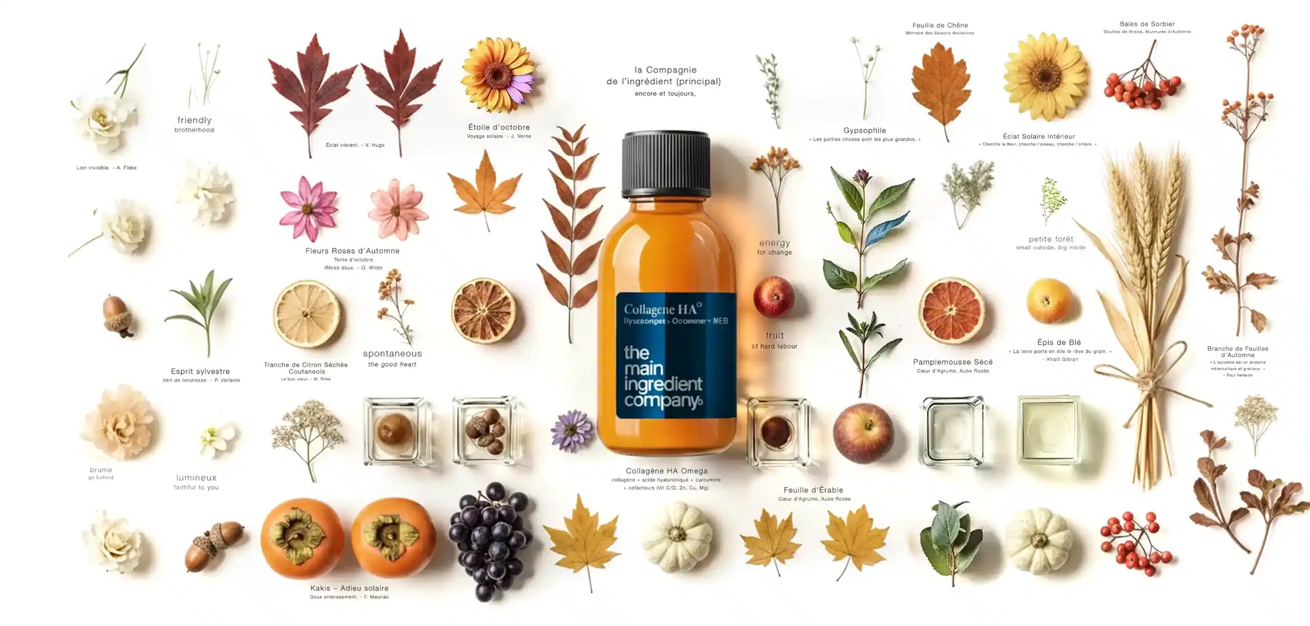 Composition d'ingrédients naturels de saison par the main ingredient company, entourant une bouteille de Collagène HA Ω. Symbolise l'alliance de la science et de la nature pour nos compléments alimentaires.