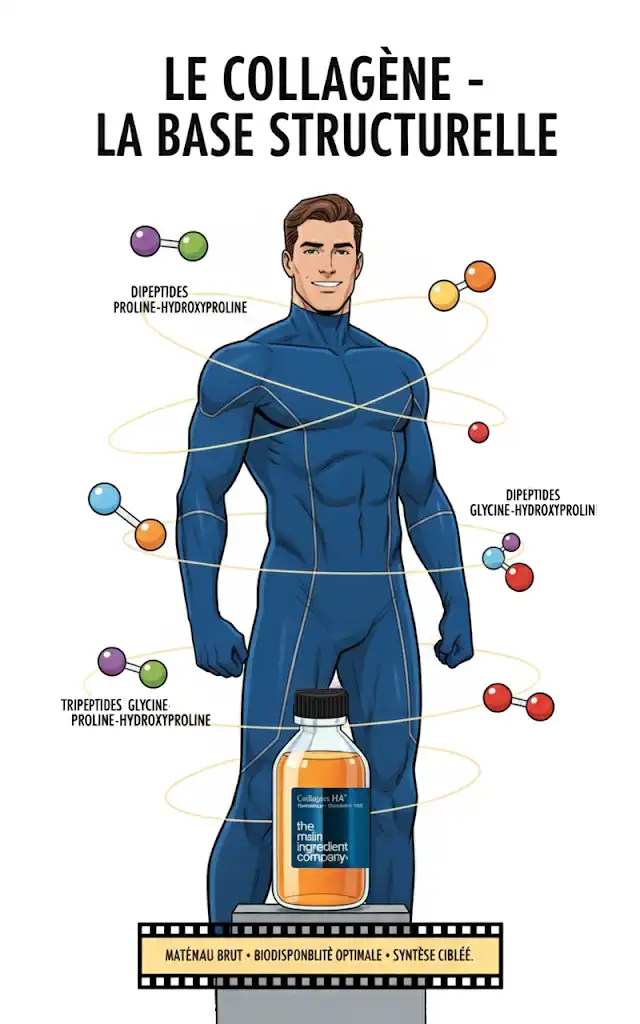 Illustration du rôle du collagène marin hydrolysé NATICOL® dans Collagène HA ω, montrant les dipeptides et tripeptides Proline-Hydroxyproline comme base structurelle et dose-signal pour l'organisme.
