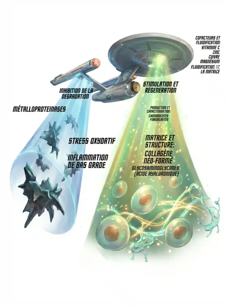 Balance remodelage conjonctif : inhibition MMP et stimulation néosynthèse de collagène Illustration allégorique du double mécanisme d'action sur le tissu conjonctif vieillissant : inhibition des métalloprotéinases (MMP) et stress oxydatif d'un côté, stimulation de la néosynthèse de collagène et de l'acide hyaluronique par les chondrocytes et fibroblastes de l'autre, avec les cofacteurs vitamine C, zinc, cuivre et magnésium
